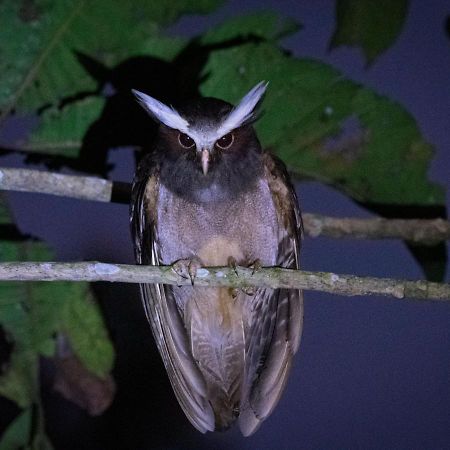 Shimiyacu Amazon Lodge Tarapoto Bagian luar foto