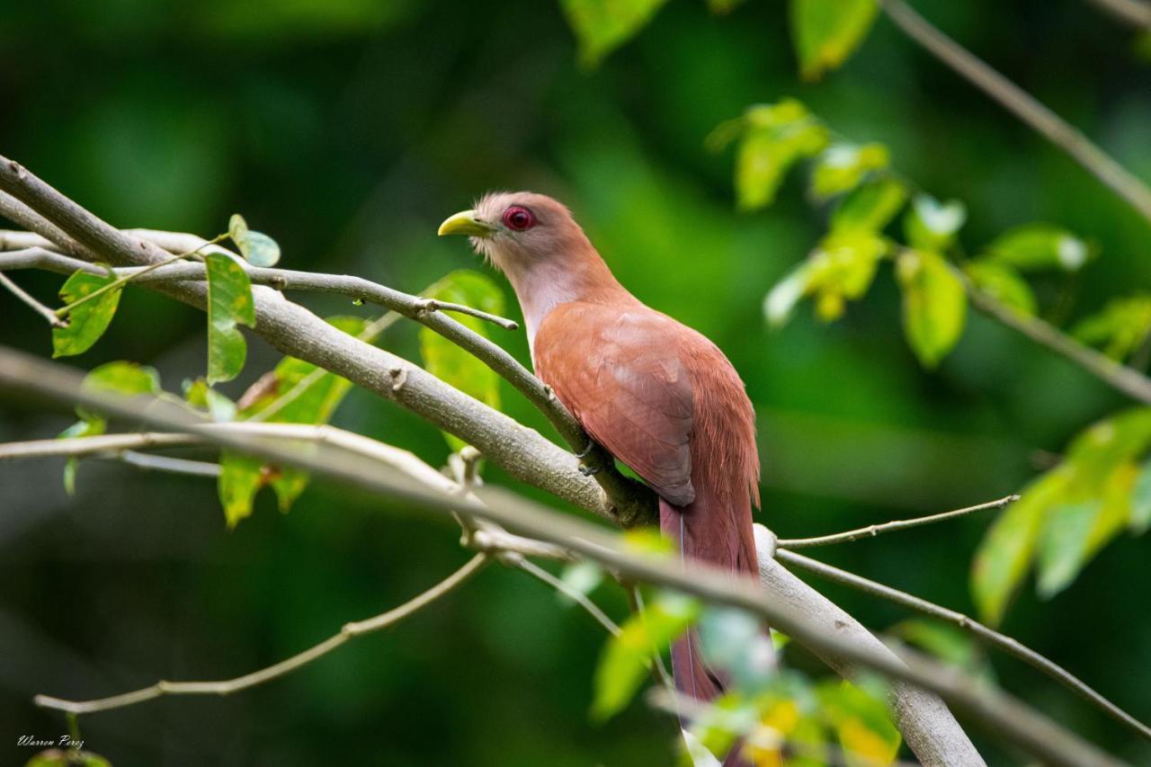 Shimiyacu Amazon Lodge Tarapoto Bagian luar foto